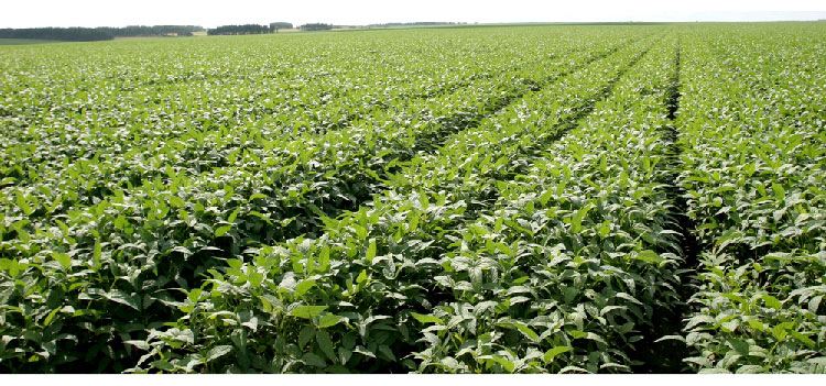 展会专题|新型智能"手臂"即将诞生 可自行判断采摘 展会专题|新型智能"手臂"即将诞生 可自行判断采摘